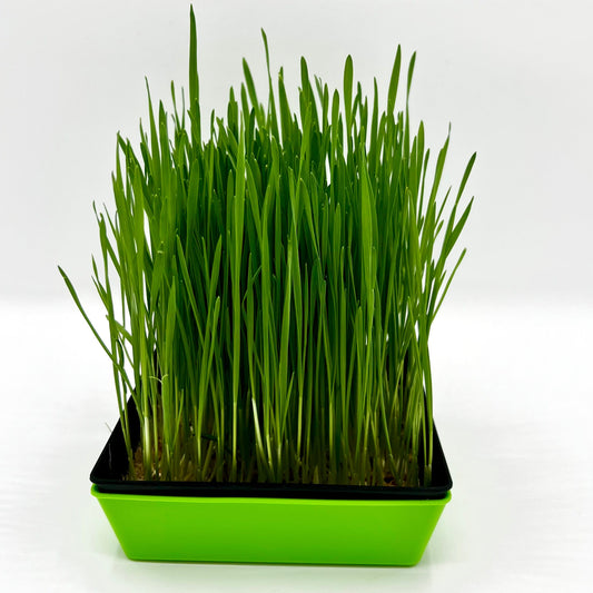 Wheatgrass